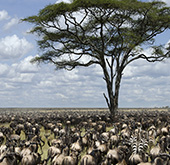 Tanzania group safari
