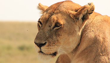 African Lion