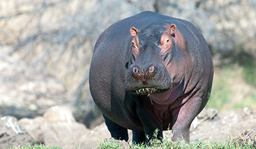 Hippo in Serengeti