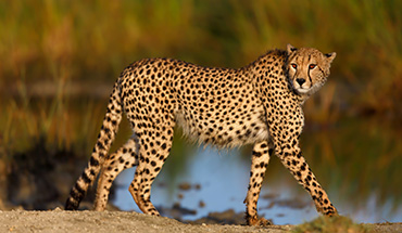 Cheetah